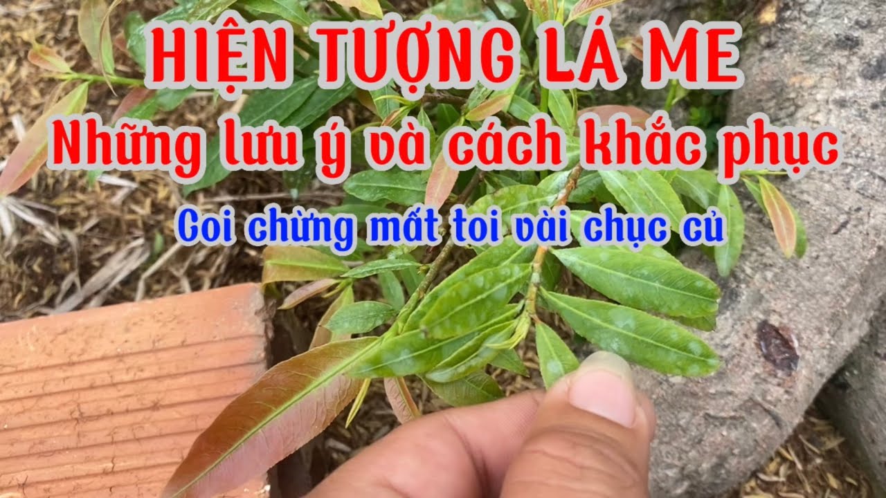 Phôi Mai Lớn Cưa Thấp Vô Chậu Hay Bị Lá Me | Ace vô xem giao lưu chia sẽ kinh nghiệm cùng em ha