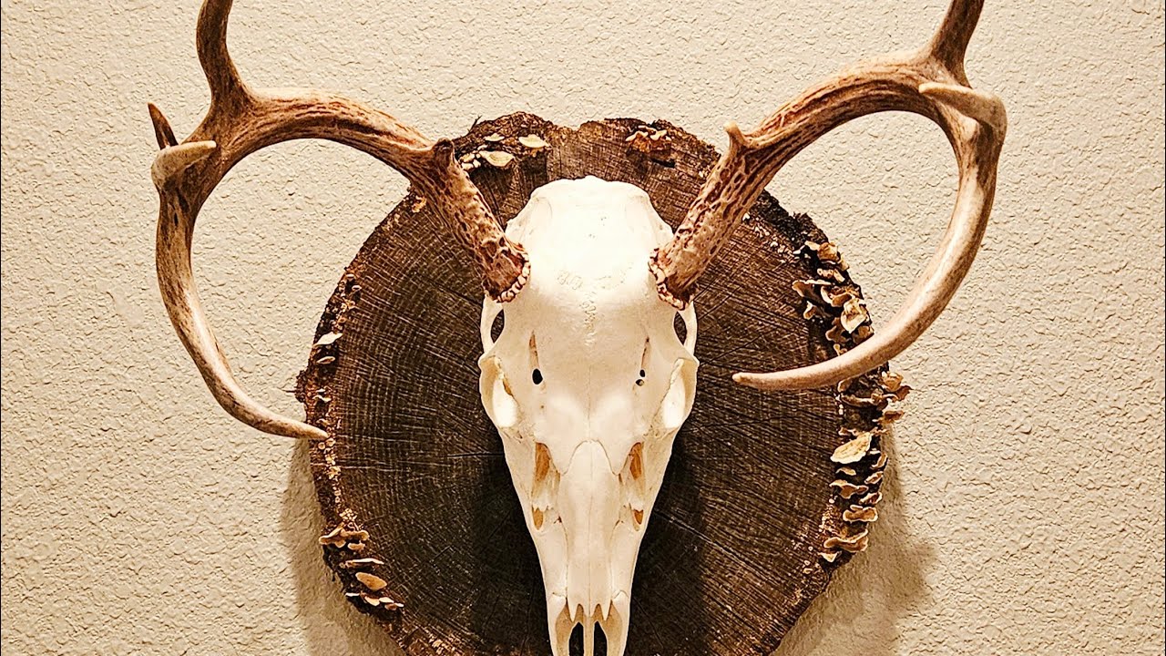 Изготовление чучела черепа европейского оленя