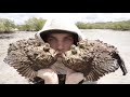 Making the World's DEADLIEST Aquarium AUSTRALIA! (STONEFISH)