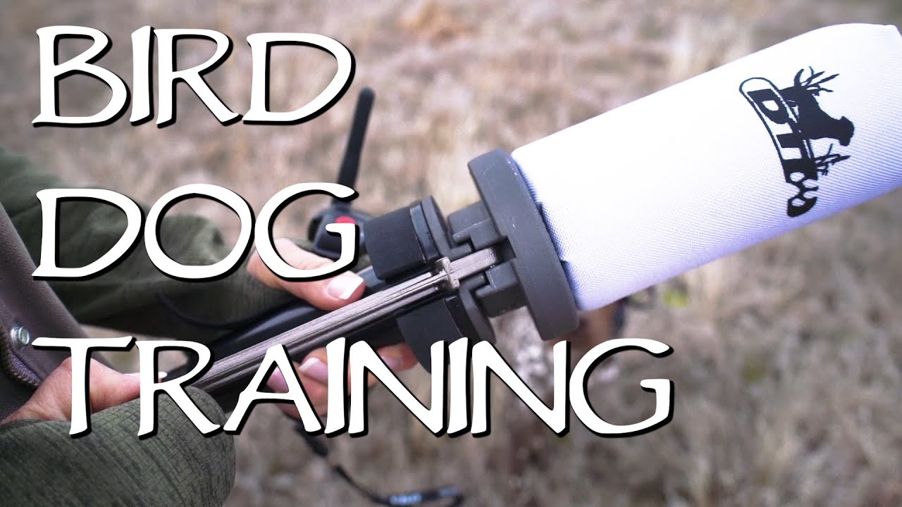 Upland Bird Dog Training YouTube