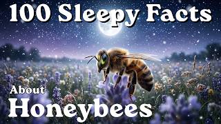 The Calm Hive Life of Honeybees: Soothing Science to Fall Asleep To — No Adverts
