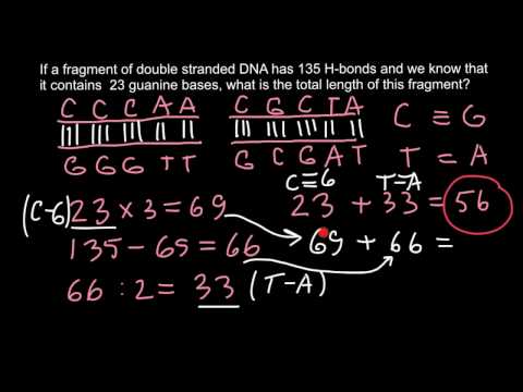 डीएनए के टुकड़े की लंबाई कैसे पता करें?