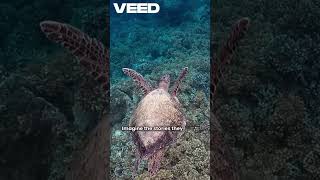 Unbelievable Facts About Turtles You Never Knew! #turtle #wildlife @factsYT2025