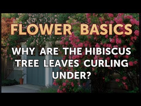 Vidéo: Honeydew On Tropical Hibiscus - Pourquoi mes feuilles d'hibiscus sont-elles toutes collantes