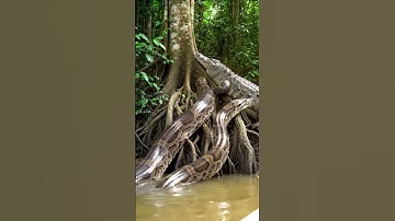 Wow omg Ana 🐍 VS crocodile 🐊 #snake #wildlife #python #anaconda #crocodile #giant #treepython