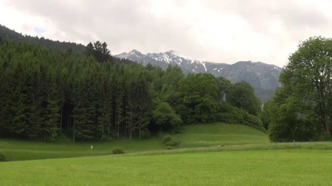 Sunbird fliegt über Wiese und Wald