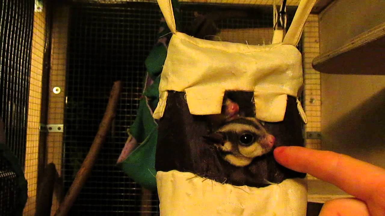 Sugar Gliders on BML diet. YouTube