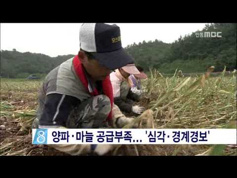 [안동MBC뉴스]양파.마늘 공급부족... '심각.경계경보'