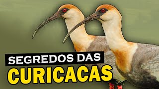 CURICACA: Curiosidades e comportamentos dessa ave de bico comprido 'AVE DESPERTADOR'  Ave Tiringa