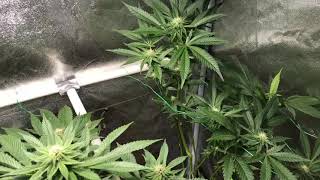 Update from the flowering tent