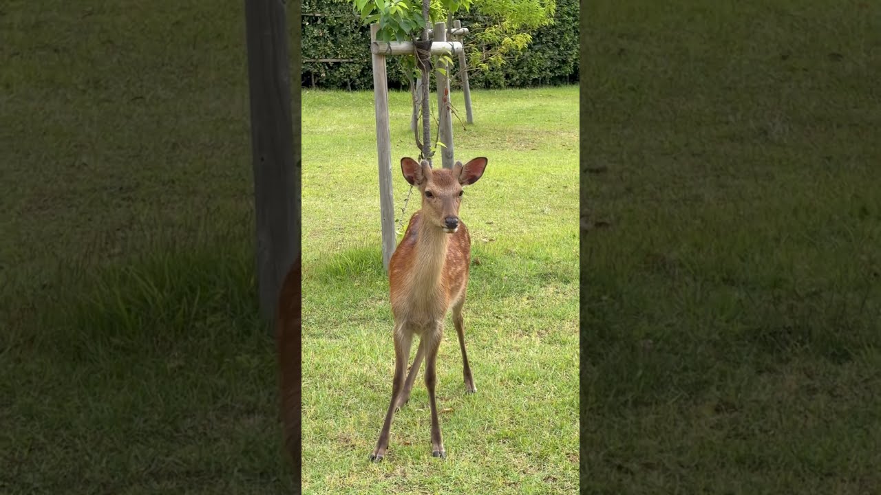 違うところへ行きたくなっている鹿🦌 - YouTube