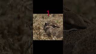Speed Demon: The Cheetah's Lightning Chase! #wildlife