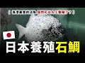 台灣漁港最昂貴的活魚，就是「石鯛」，居然也可以人工養殖了嗎？f.t @shinherfa700