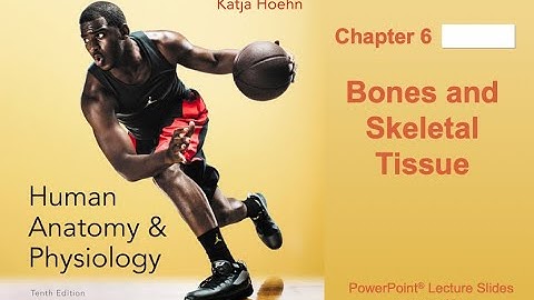 Anatomy and Physiology Chapter 6: Bone and Skeletal Tissue Notes Part 2