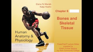 Anatomy and Physiology Chapter 6: Bone and Skeletal Tissue Notes Part 2