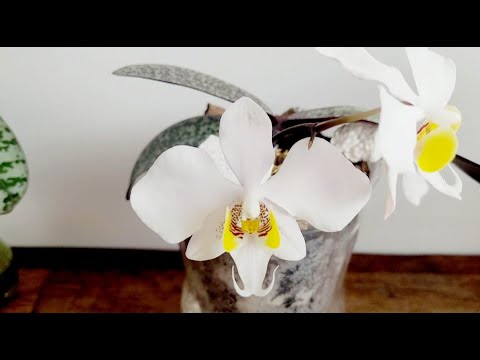 PHALAENOPSIS ESPÉCIES - YouTube
