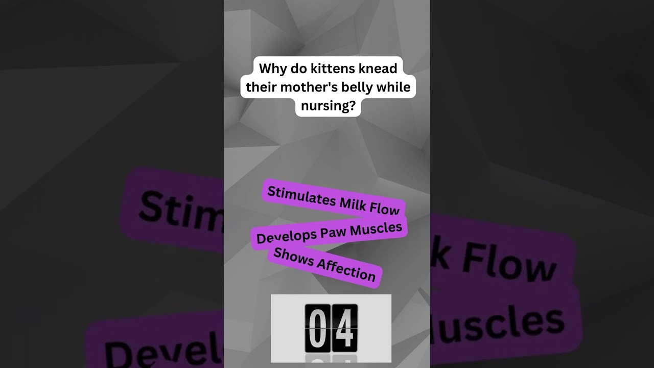 🐾 Can You Guess? Fun Cat Facts Challenge! 🤔 | Test Your Feline Knowledge!