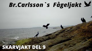 Skarvjakt Del 9 (Cormorant hunting in Sweden).