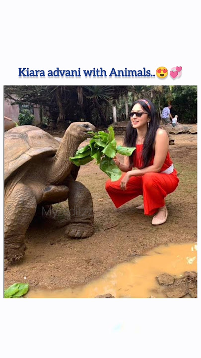 Download lagu Kiara is an Animal Lover...💞🥰#shorts #viralshorts #kiaraadvani #trending #bollywood #my_editzz9