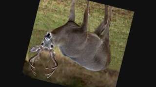 Super Buck ( Kidd Rookie Anthem) - MP3 Download