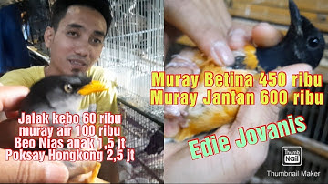 Review dan Update Harga terbaru Kios Burung Lancar Jaya Edie Jovanis pasar burung Pramuka