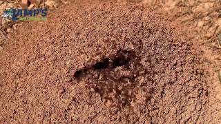 Amazing Fire Ants