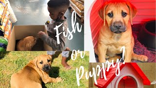 VLOG: HOW WE GOT MY SON A BOERBOEL PUPPY | SA YOUTUBER