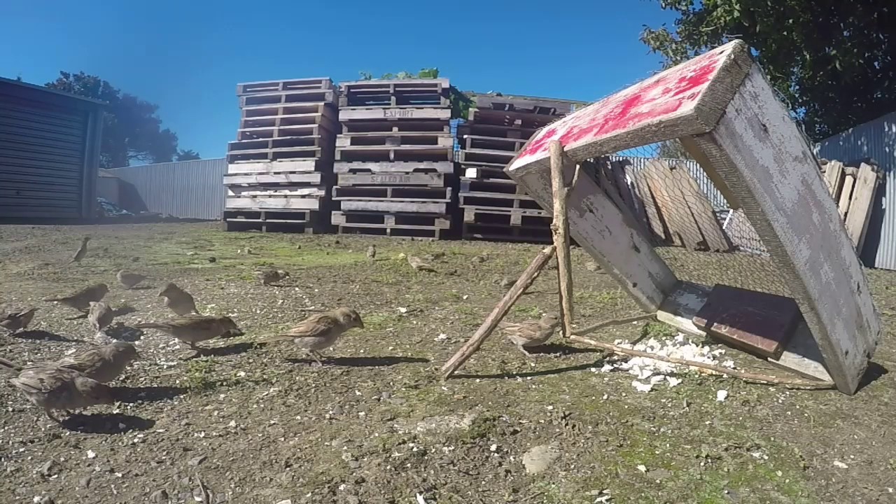 I caught one!!!  (Arapuca bird trap)
