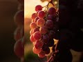 Golden Light Among the🍇🏡 #Grapes#vineyard #grapes #cottage #nature #countryside #relax #shorts