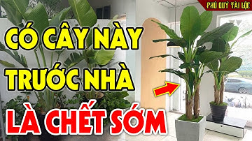 ĐEN ĐỦI TRIỀN MIÊN Chỉ Vì Trồng Cây Này TRƯỚC CỬA NHÀ, Cả Gia Đình Lụi Bại Tiền Bạc Đội Nón Ra Đi