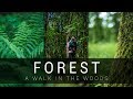 Forest - A walk in the woods of Slovakia 🌳 | DJi Ronin S and Sony A7 III cinematic