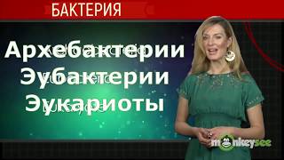 БАКТЕРИИ БАКТЕРИИ