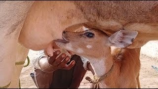 खेड़ी गुर्जर गौशाला में चमत्कार नील गाय के बच्चे को पिला रही है गौमाता दूध NB24hr