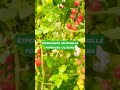 Un mare di femminelle nel pomodoro ciliegino 💪🍅