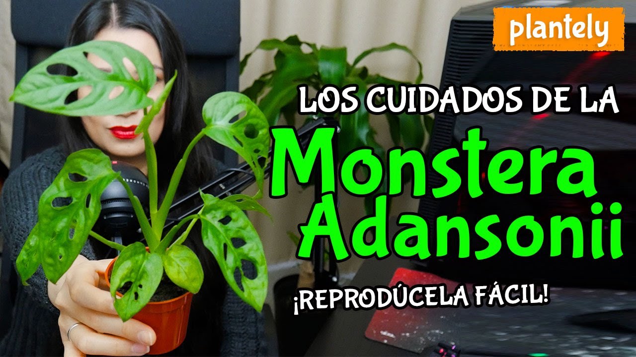 Cómo Cuidar y Reproducir la Planta Monstera Adansonii, Planta de Queso Suizo | Plantely