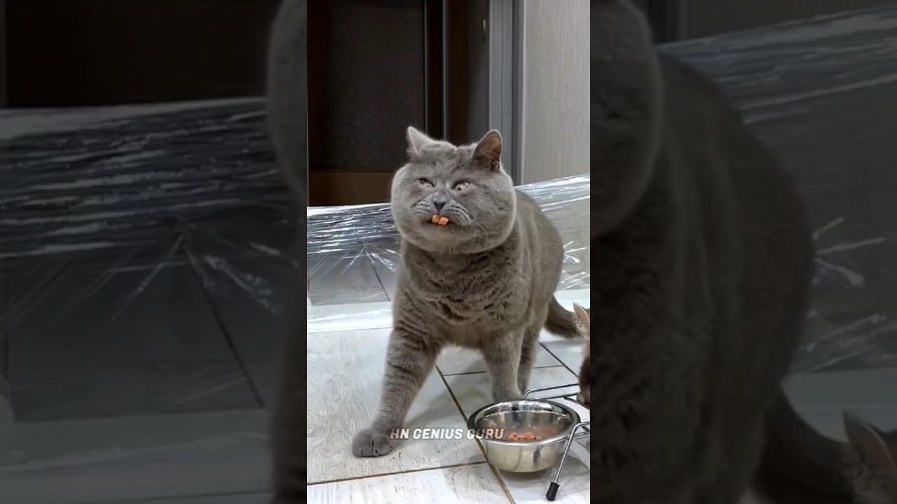 Cat With Specialities🥹❤️ 