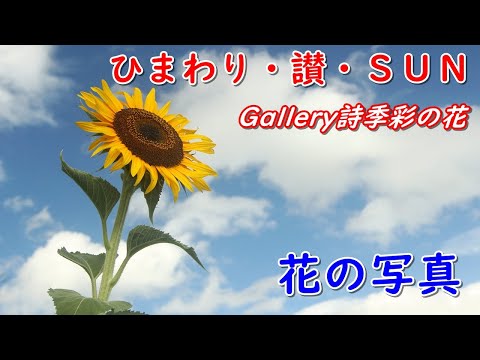 「花の写真集」ひまわり・讃・ＳＵＮ、sunflower、ひまわりの写真集