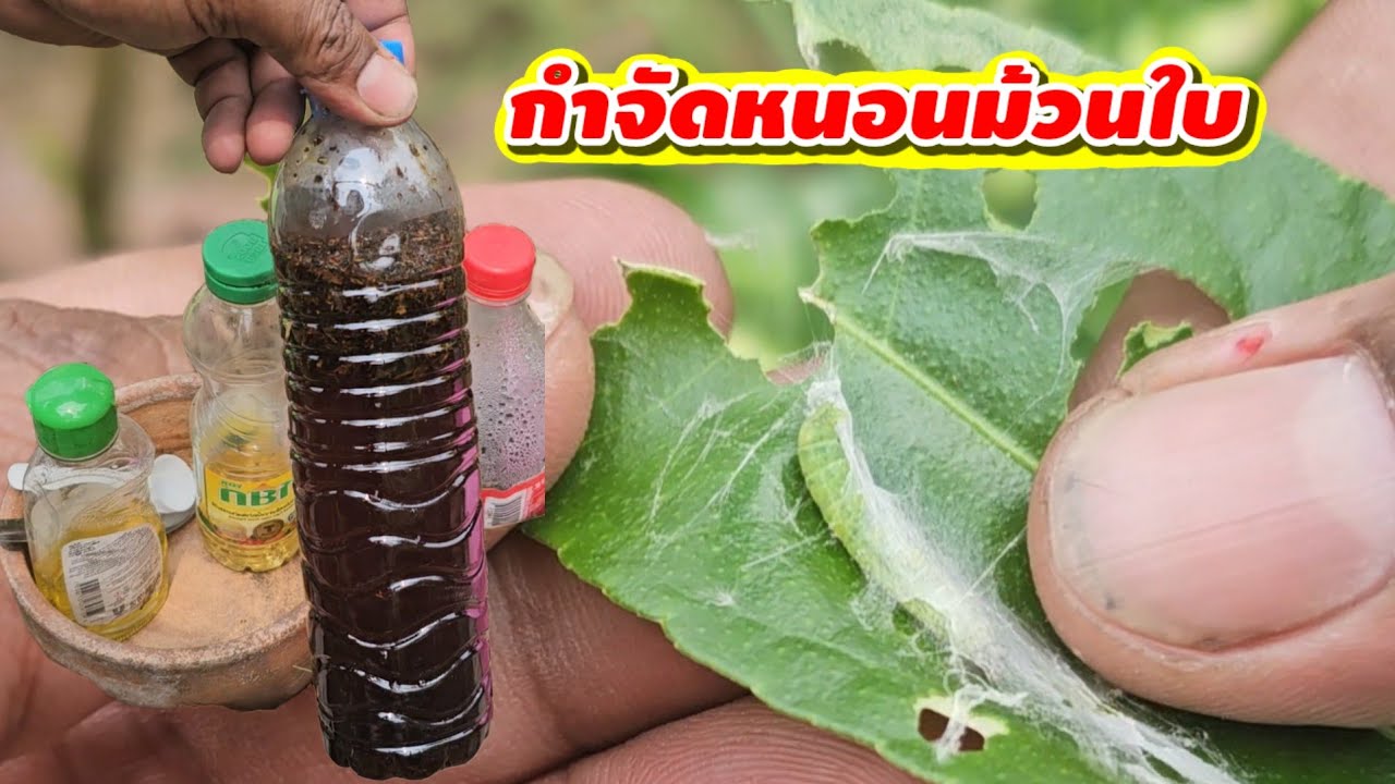 เจอซะที‼️วิธีกำจัดหนอนม้วนใบ ฉีดปุ๊บตายปั๊บ ปลอดสารเคมี