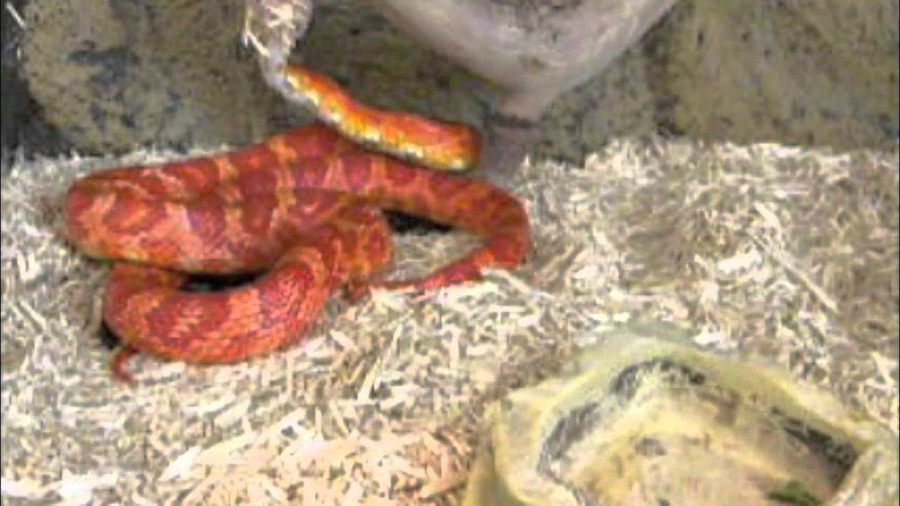 face painting supplies corn snake strikes dead mouse