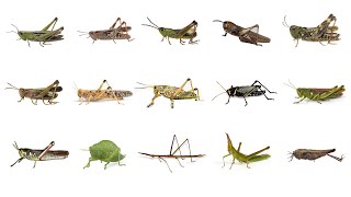 🦗 Learn Grasshopper Types in English! Types of Grasshoppers! English Names of Grasshopper Species🦗🦗🦗