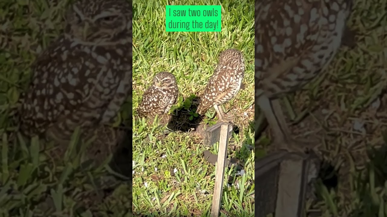 Burrowing owls in Florida 