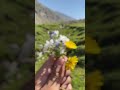 Sari umer yahan guzar jaay #song #love #music #bollywood #nature #bollywoodsongs #bollywoodlofi