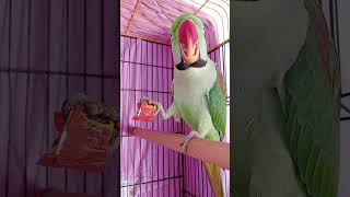 🥰🦜#shortvideo #minecraft #birds 24 April 2026