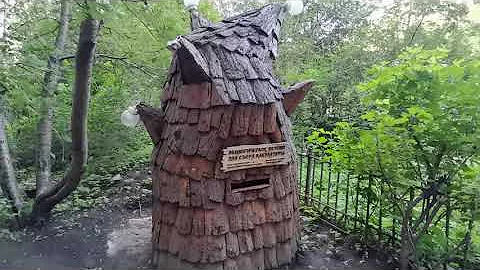 В центре Мурманска выросло необычное дерево