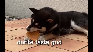 Max find treat (enemy in disguise?)