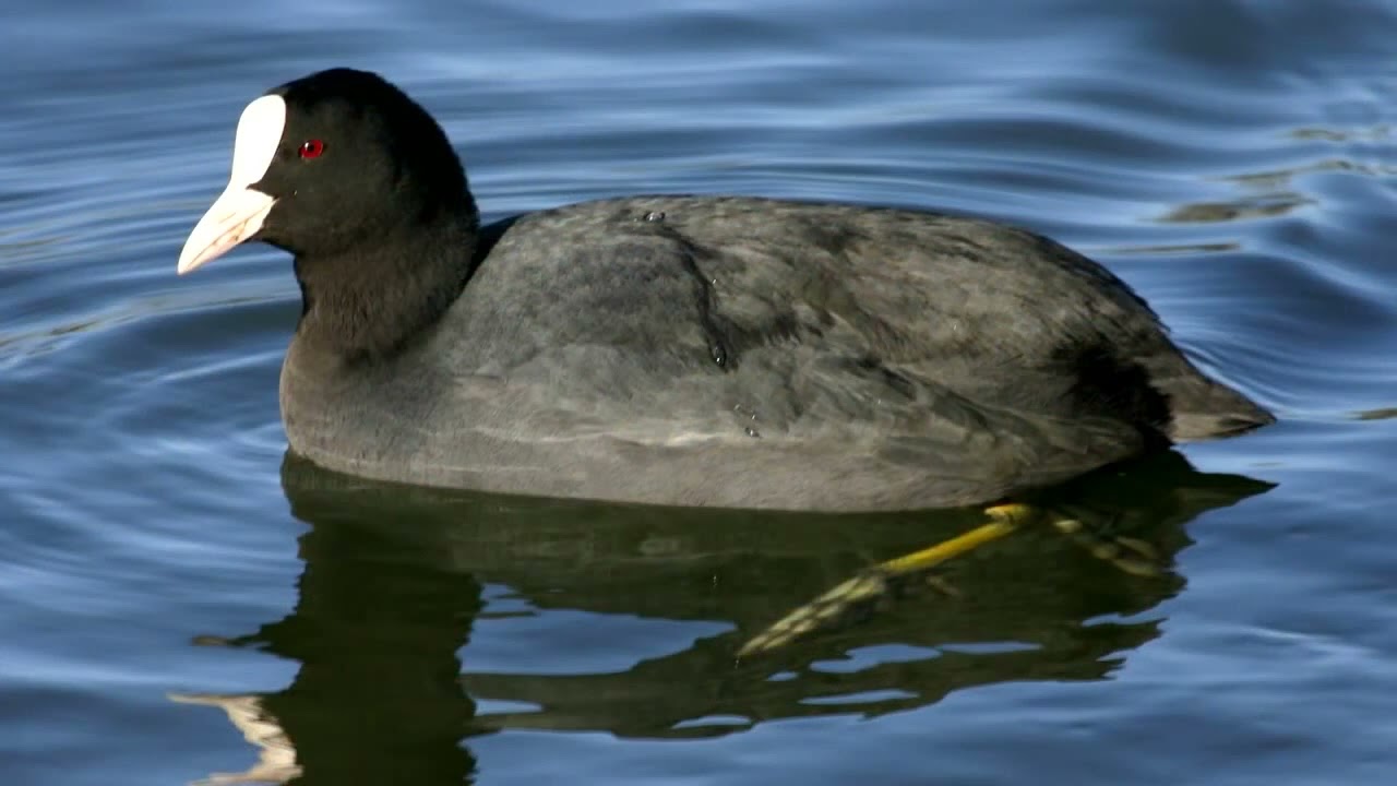 coot voice call hunting sounds. آڙي جي آواز