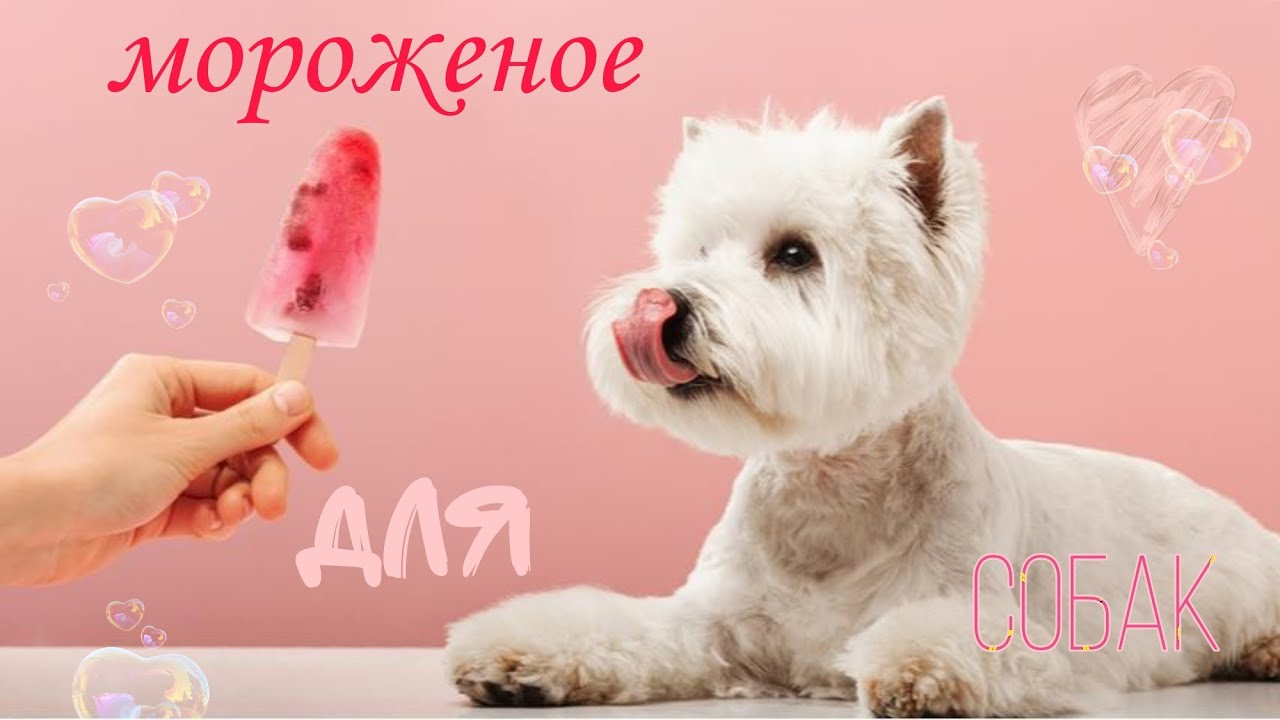 МОРОЖЕНОЕ ДЛЯ СОБАК/ICE CREAM FOR DOGS