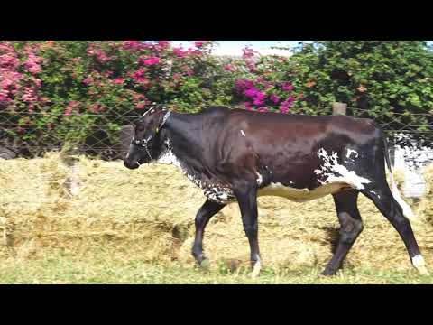 LOTE 28 1952 CU