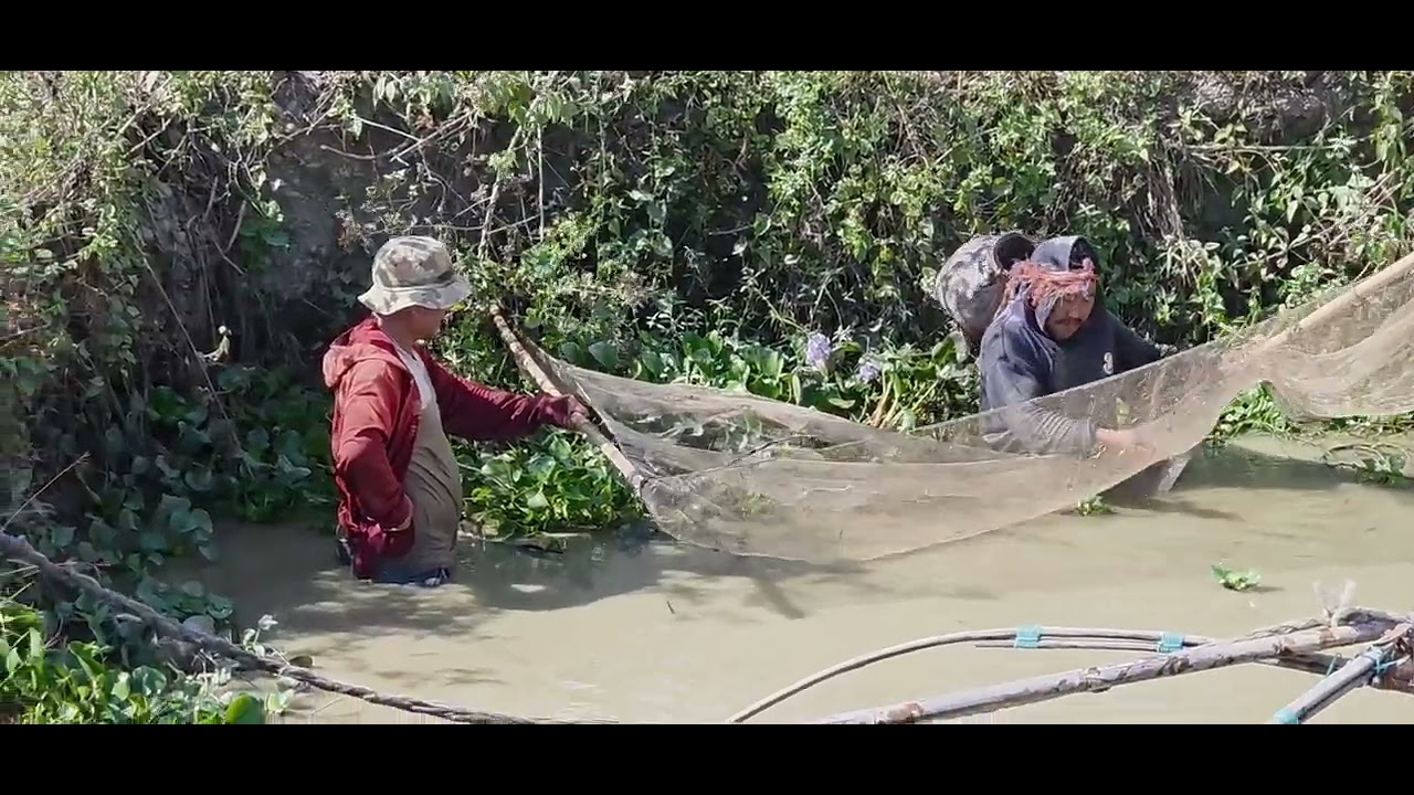 Nga Napichabi (Grasscap) KG.5.5 taba faba Maning Turelomda ...  @highlight