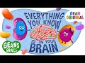 Everything You Know is in Your Brain | Kids Songs | Beans in the Wall